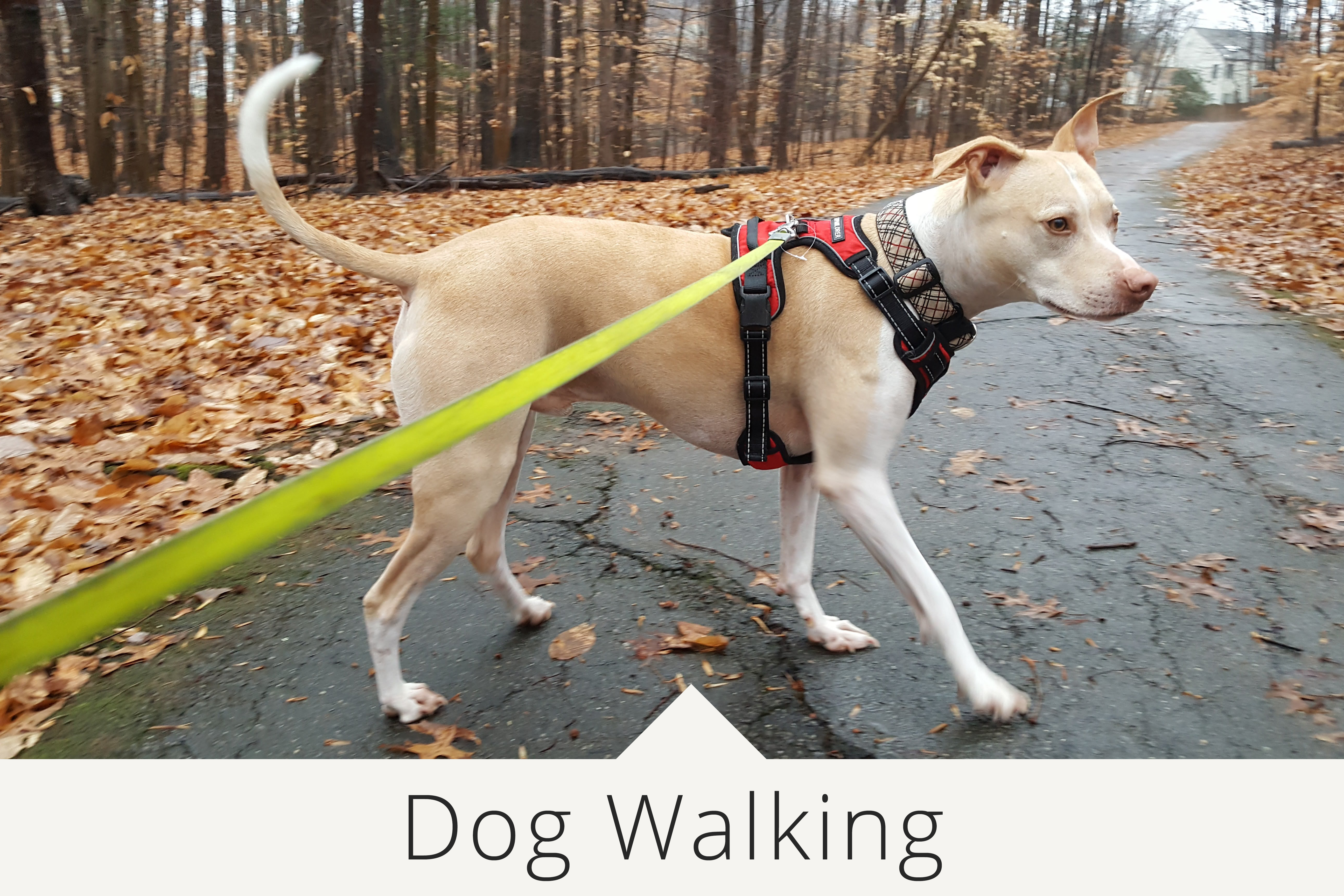 Home 4 Paws Dog Walker