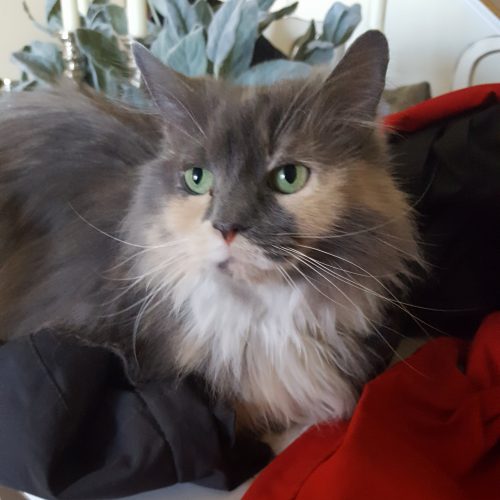 cat1_v2