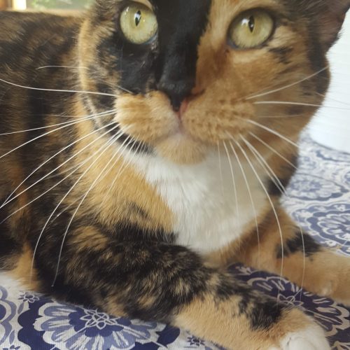 cat2_v2