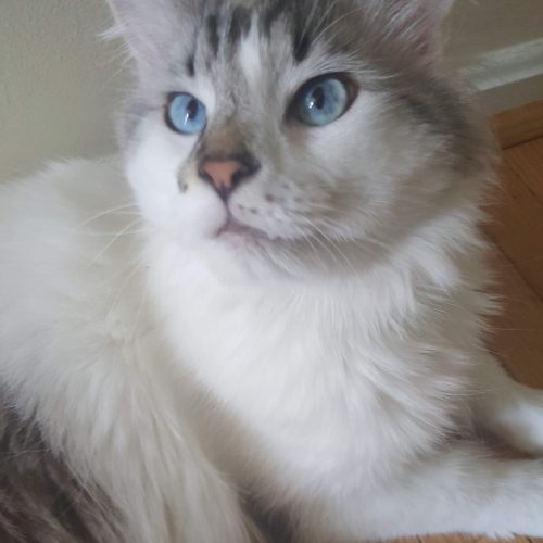 cat6_v2